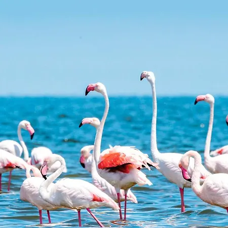 Albufeiraorada Ii By Be Cherish *